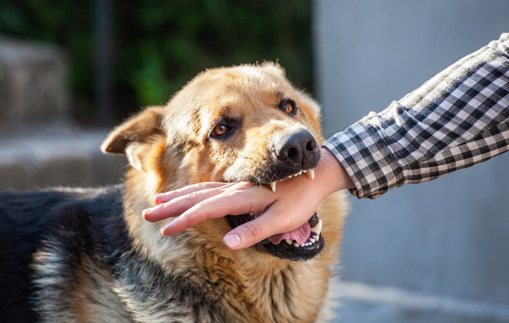 How Long Do You Have To Report A Dog Bite In Texas